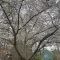 North Carolina Bradford Pear Tree Replacement Event